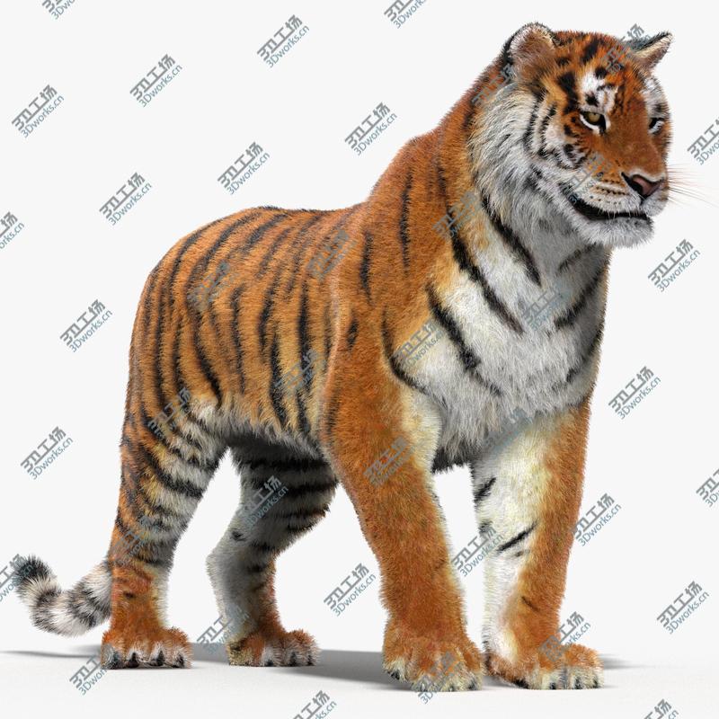 images/goods_img/20210319/Tiger (Rigged, Fur)/1.jpg
